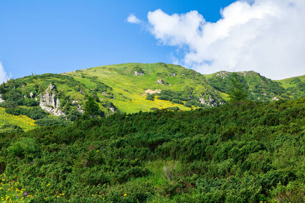 green alpine mount couloir with grey rocks and yellow flowers, covered with small alpine spruce