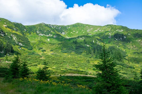 Grünes Alpencouloir mit grauen Felsen und gelben Blüten, bedeckt mit kleinen Alpenfichten — Stockfoto