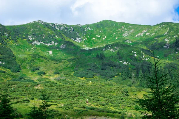 Зеленый альпийский кулуар с серыми камнями и желтыми цветами, покрытый небольшой альпийской елкой — стоковое фото