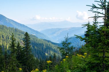 ladin ormanı ile kaplı yeşil dağ tepeleri. ön planda yeşil çim eniyi ve çiçekler