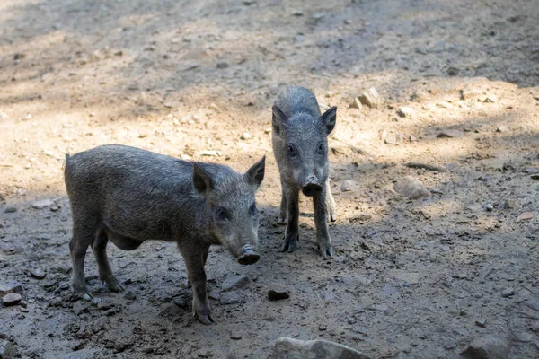 herd of wild boars in the forest, adult and baby boars