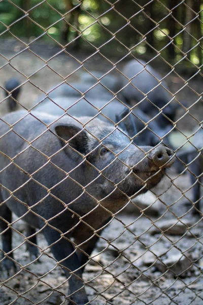 森の中のイノシシの群れ、フェンスの後ろの赤ちゃんイノシシ — ストック写真