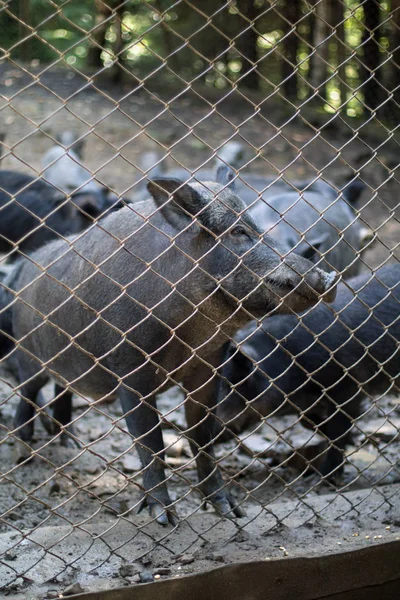 Manada de jabalíes en el bosque, jabalíes detrás de la valla — Foto de Stock