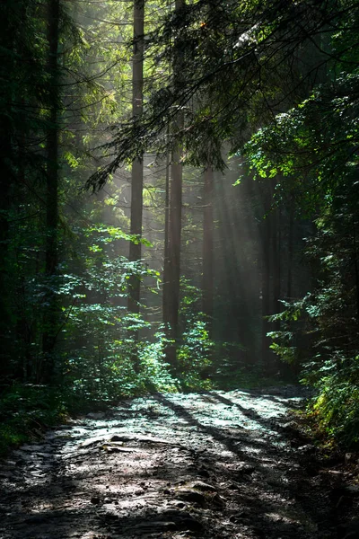 yeşil ormanda sis ve ağaçlar aracılığıyla güneş ışığı