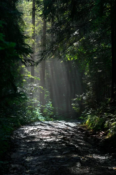 Luz solar através do nevoeiro e árvores na floresta verde — Fotografia de Stock