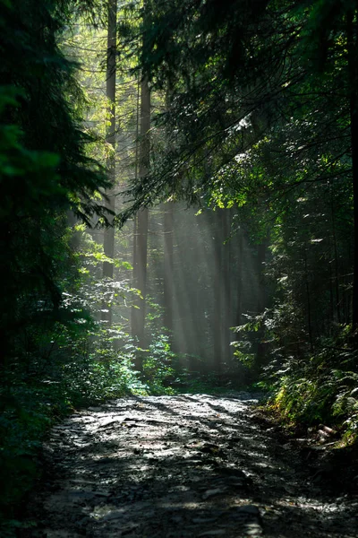 Luz del sol a través de la niebla y los árboles en el bosque verde — Foto de Stock