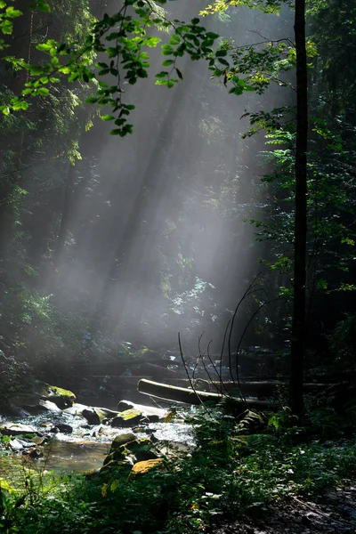 Luz del sol a través de la niebla y los árboles en el bosque verde — Foto de Stock