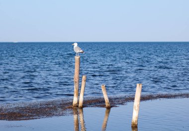 martı denizde sütun üzerinde oturuyor