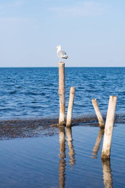 martı denizde sütun üzerinde oturuyor