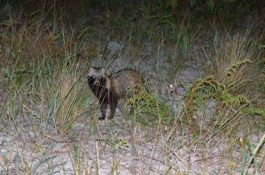 küçük sevimli rakun gece çim de oturan