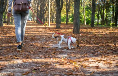 Kız, sonbahar parkında turuncu yaprakların üzerinde Jack Russell 'ın köpeğiyle yürüyor.