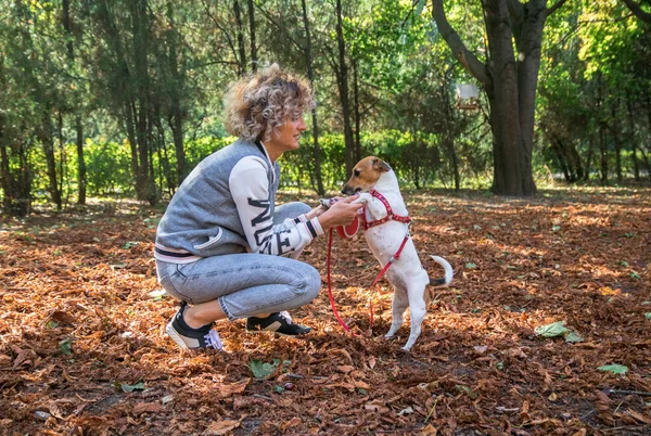 Blondynka kręcone samica bawi się z Jack Russell pies w jesiennym parku na pomarańczowych liściach — Zdjęcie stockowe