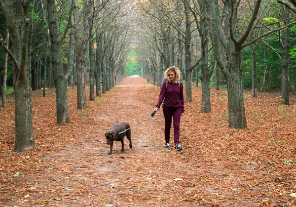 blonde curly female is walking with chocolate labrador in the autumn park, alley with orange leafs