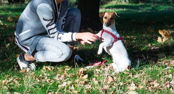 Zbliżenie jack russel pies grać w jesienny park — Zdjęcie stockowe