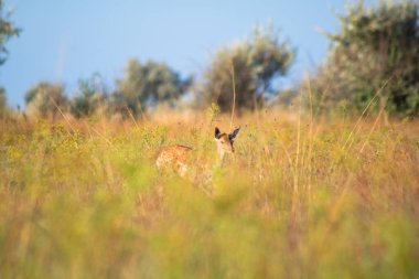 Yaz çayırlarında yüksek sarı-yeşil çimlerde yavru geyik kameraya bakıyor.