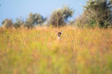 Yaz çayırlarında yüksek sarı-yeşil çimlerde yavru geyik kameraya bakıyor.