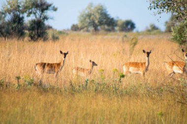 Ağaçların arasında yavru geyik sürüsü ve yazın vahşi çayırlarda yüksek sarı-yeşil otlar.