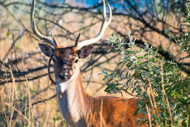 Vahşi bozkırda boynuzları olan vahşi geyik manzarası. Arka planda mavi deniz