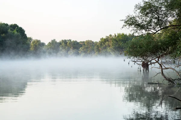 Évaporation Matinale Eau Sur Rivière Brouillard Sur Eau — Photo