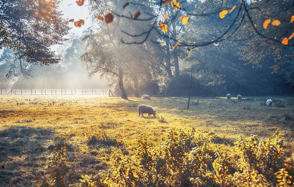 Dutch Ecological Farm Autumn Morning — Stock Photo, Image