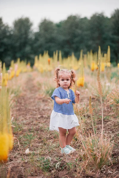 Κοριτσάκι Στον Καλοκαιρινό Κήπο Φωτεινά Λουλούδια — Φωτογραφία Αρχείου