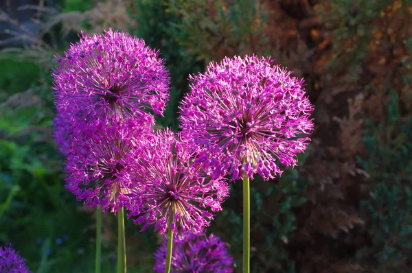 Blommor Dekorativ Lök Allium Christophii Soliga Dag — Stockfoto