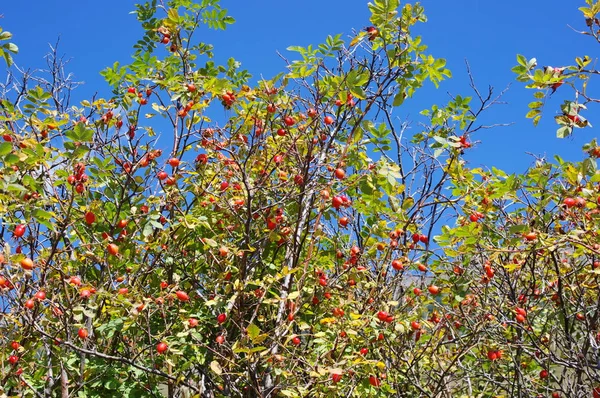 Rose Baies Mûres Rouges Sur Fond Bleu Ciel — Photo