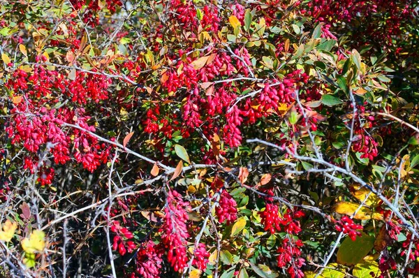 とげのある茂みの上の赤い熟した果実 — ストック写真