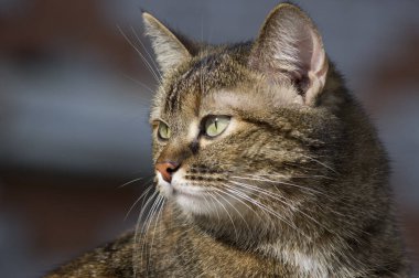 Arkaplanı bulanık çizgili bir kedinin portresi