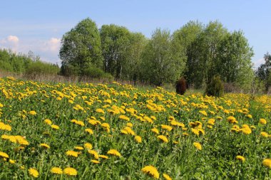 Alan ve mavi gökyüzü bulutlu karşı sarı karahindiba