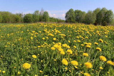 Alan ve mavi gökyüzü bulutlu karşı sarı karahindiba