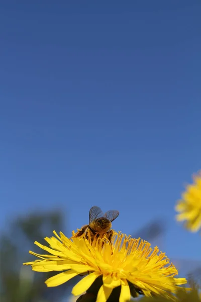 Sarı Mavi Gökyüzü Karahindiba — Stok fotoğraf