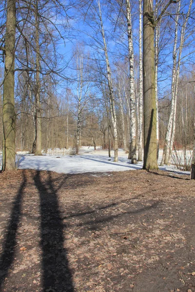 Topniejący Śnieg Lesie Wiosną Pod Drzewami — Zdjęcie stockowe