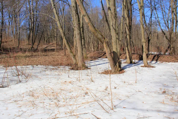 Derretimiento Nieve Bosque Primaveral Bajo Los Árboles — Foto de Stock