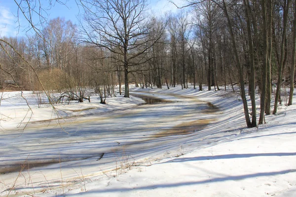 Derretimiento Nieve Bosque Primaveral Bajo Los Árboles — Foto de Stock