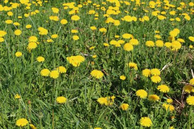 Yeşil tarlaya karşı sarı karahindiba