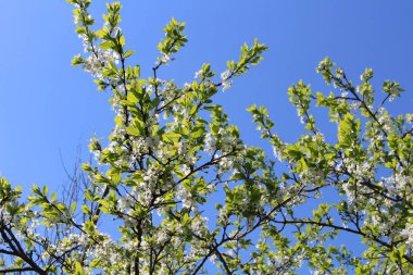 Elma ağacı dalları çiçek mavi gökyüzü
