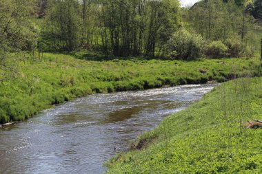 Büyük nehir ve orman kıyısında