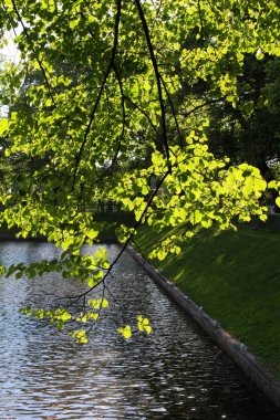Gölün su üstünde bir ağaç üzerinde yeşil yeşillik