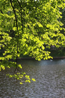 Gölün su üstünde bir ağaç üzerinde yeşil yeşillik