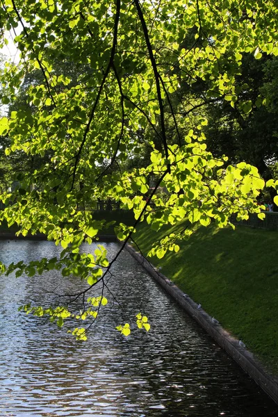 Gölün su üstünde bir ağaç üzerinde yeşil yeşillik