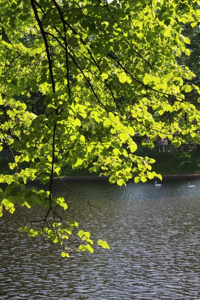 Gölün su üstünde bir ağaç üzerinde yeşil yeşillik