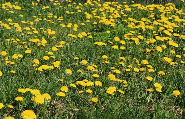 Sarı, mavi gökyüzü karahindiba