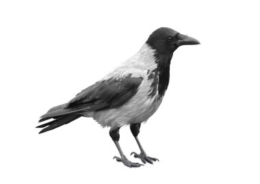 Big black wild raven on a white background clipart