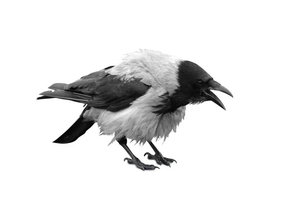 Big Black Wild Raven White Background — Stock Photo, Image