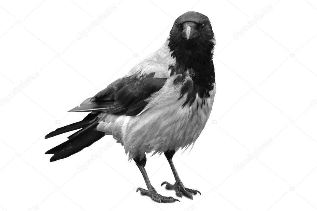 Big black wild raven on a white background