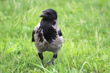 Yeşil arka plan üzerinde siyah vahşi karga