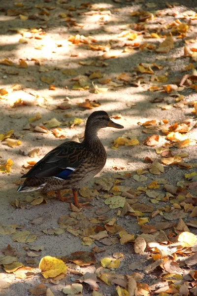 Troupeau Canards Sur Fond Herbe — Photo