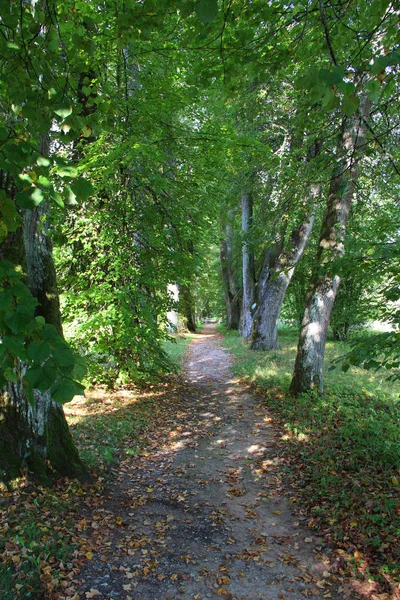 Large trees and a path in park in sunlight