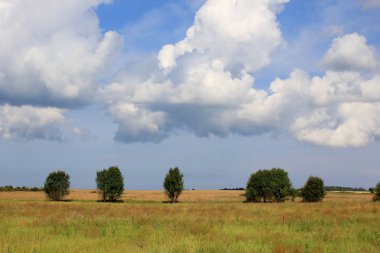 Kırsalda büyük taze buğday tarlası